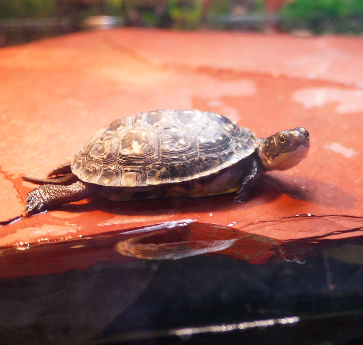 turtle