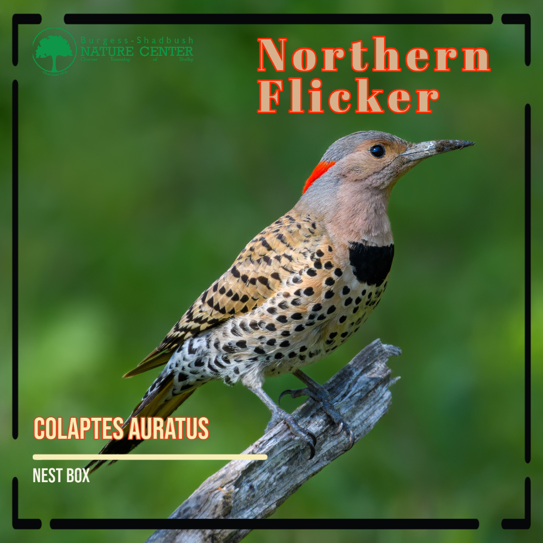northern flicker