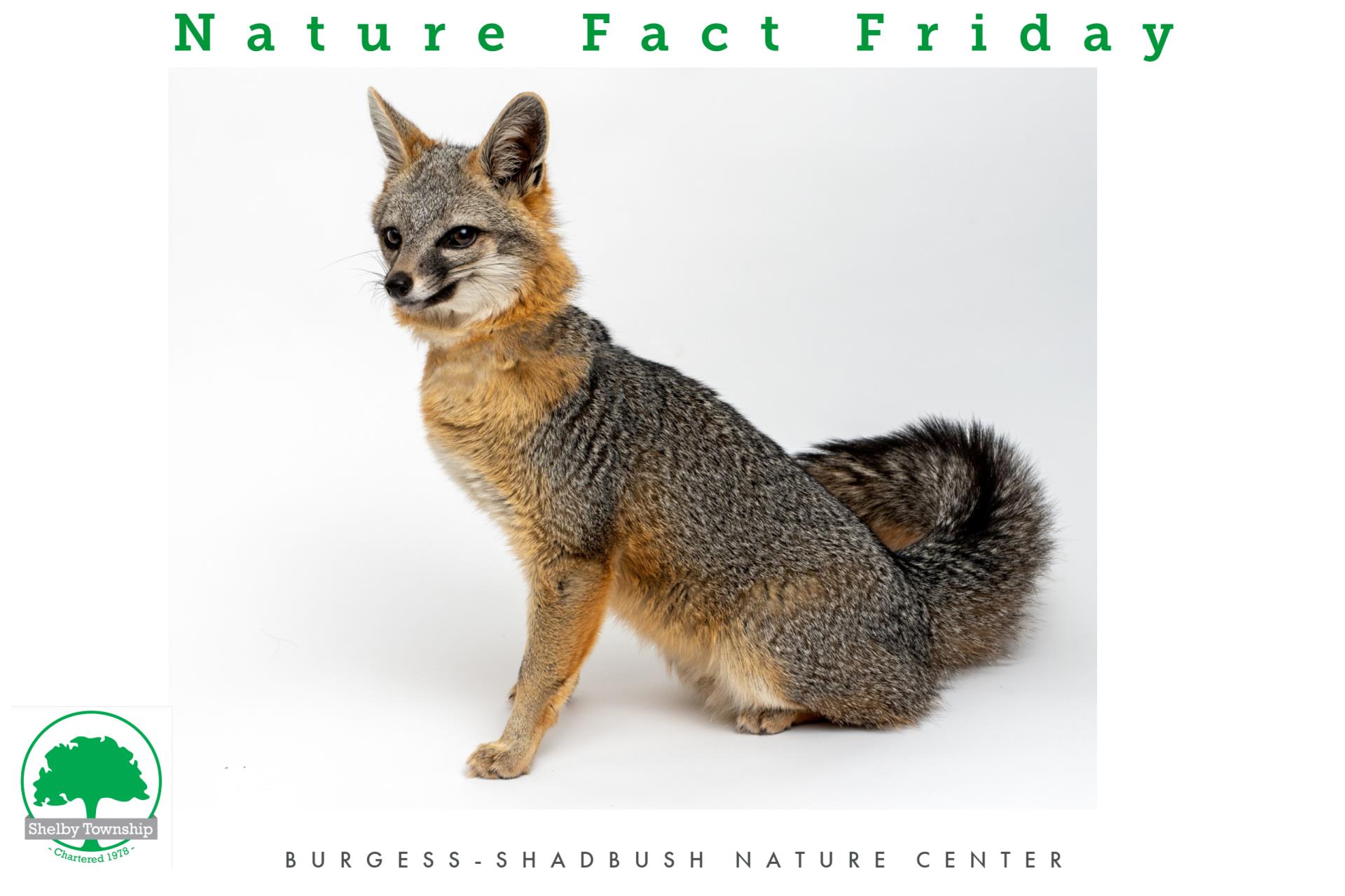 gray fox