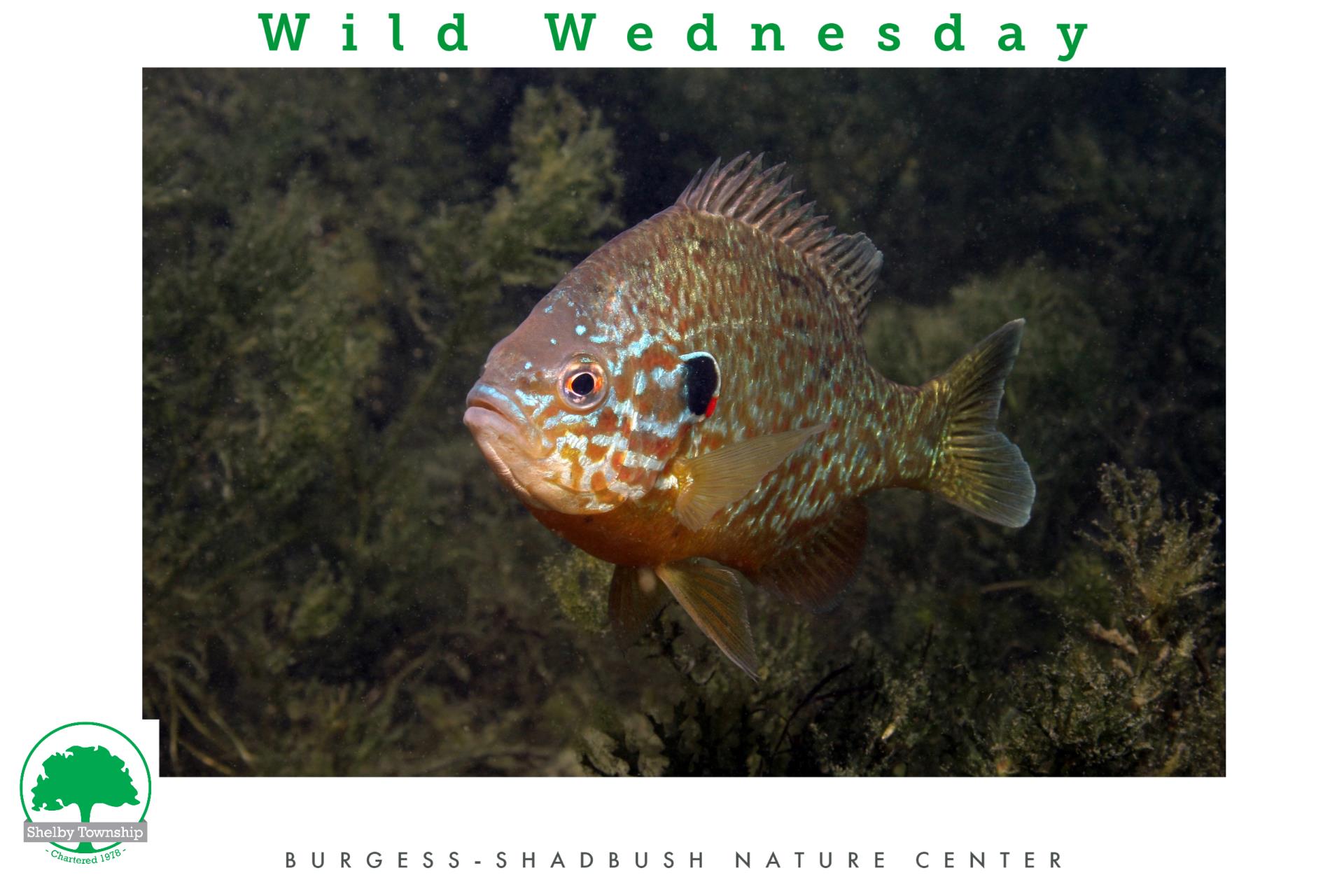 pumpkinseed sunfish